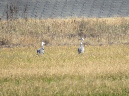 日の出 アクティブ・レンジャー日記 [九州地区]_出水
